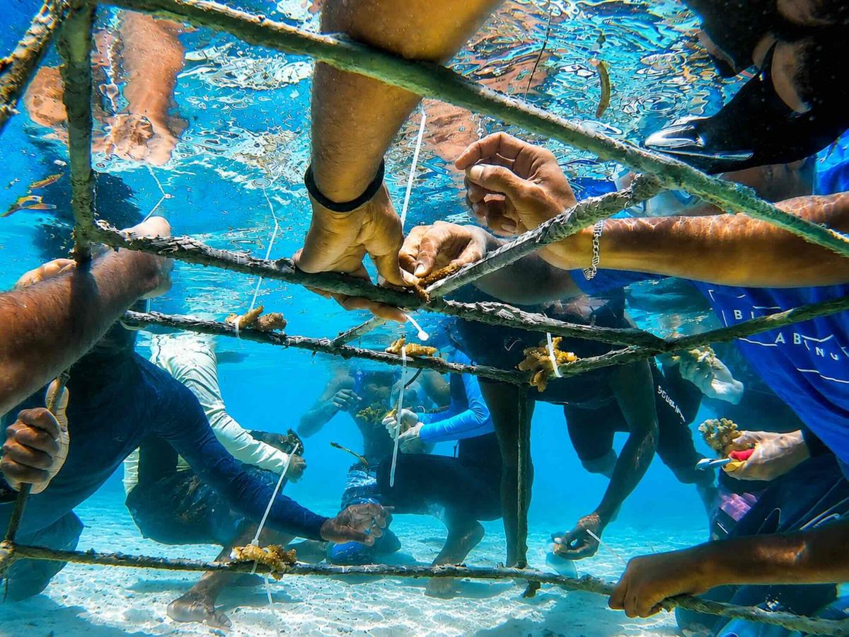 Volunteers attaching coral fragments to a restoration frame underwater