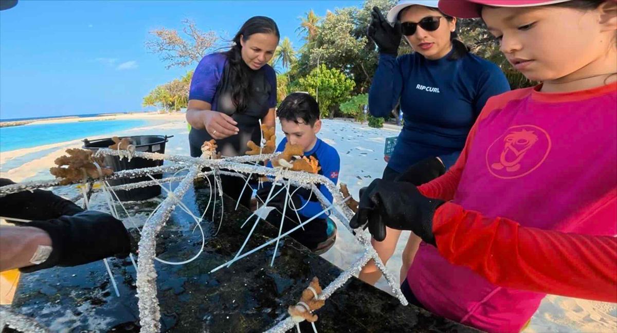 A family attaching coral fragments to a frame on the beach