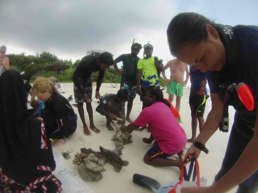 Examining rescued coral fragments on the beach before replanting