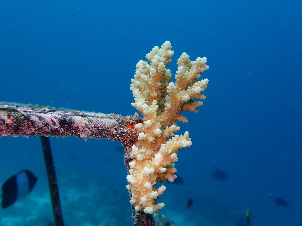 A healthy coral colony growing on a nursery frame