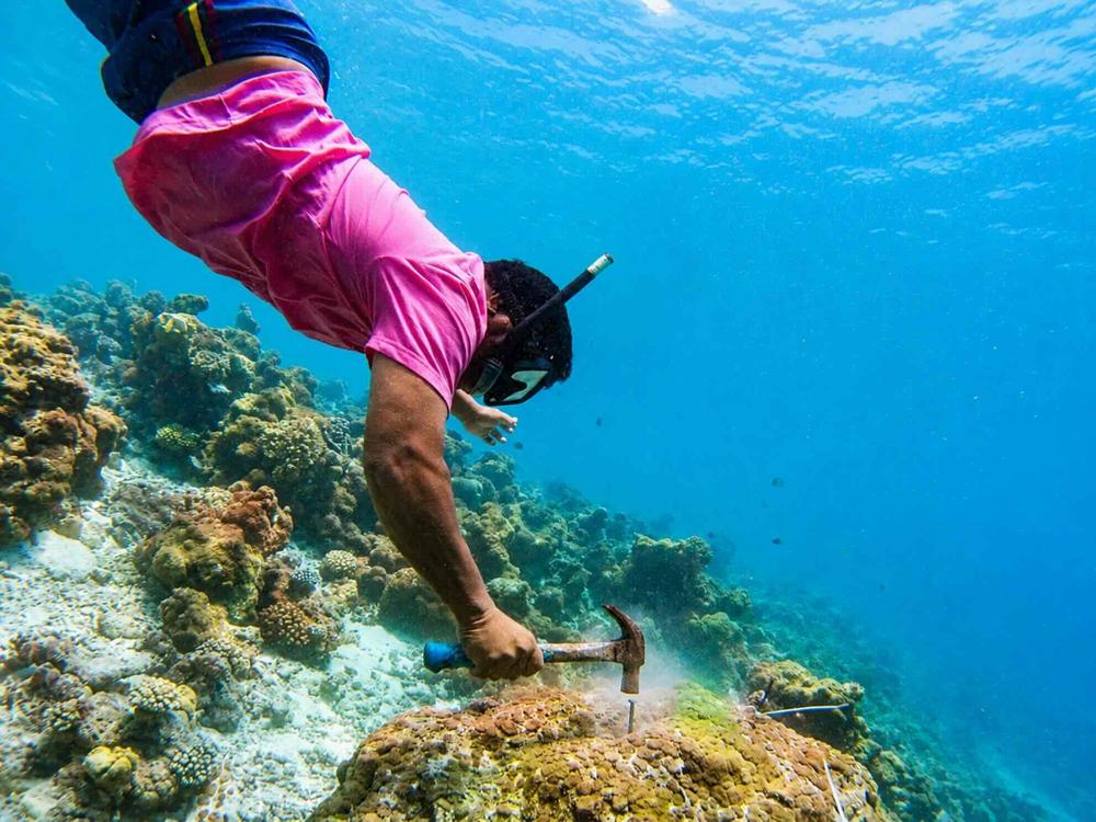 A coral gardener securing a coral fragment to a reef structure underwater