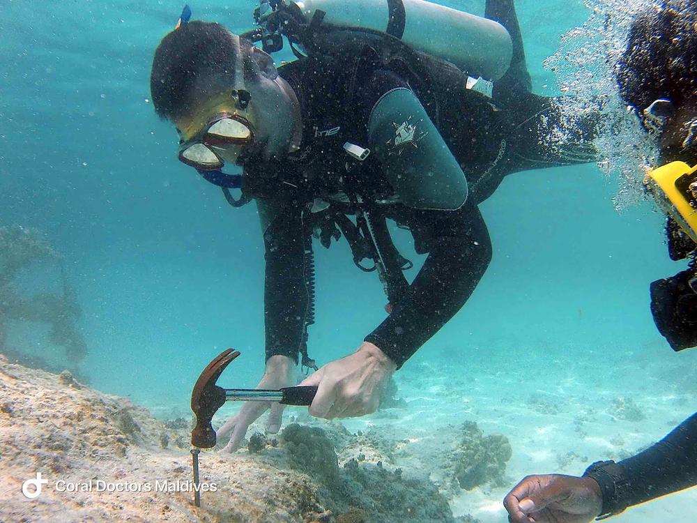 A diver securing a coral fragment to the reef