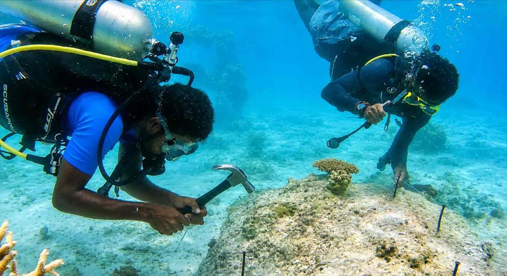 Coral gardeners attaching a coral fragment to a reef underwater
