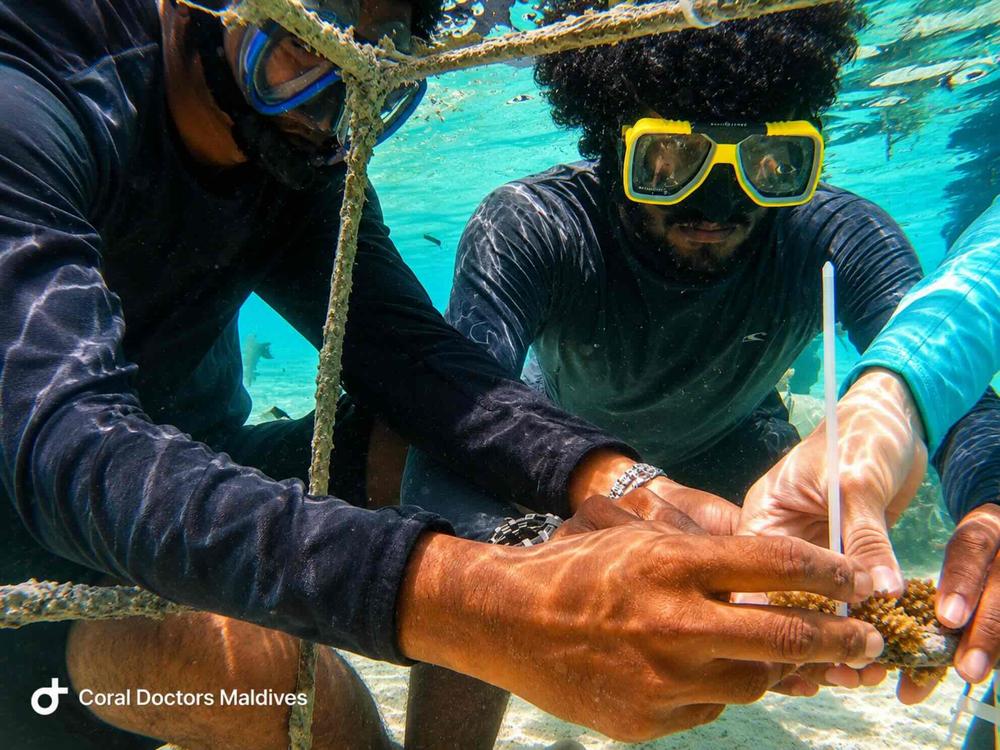 Coral gardeners exchanging a coral fragment underwater