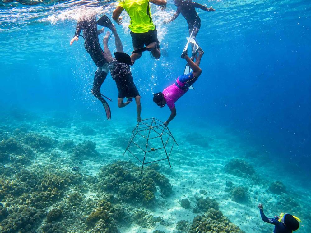 Coral gardeners diving down to a restoration frame