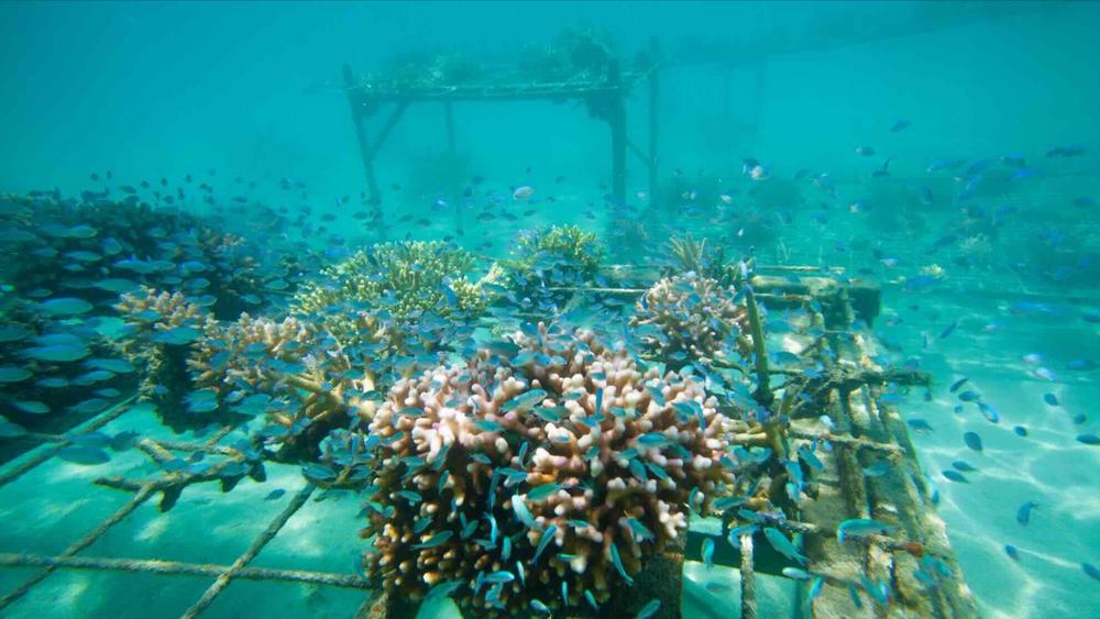 A school of fish around a coral nursery frame