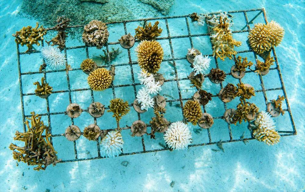 Rows of coral fragments growing on an underwater nursery frame
