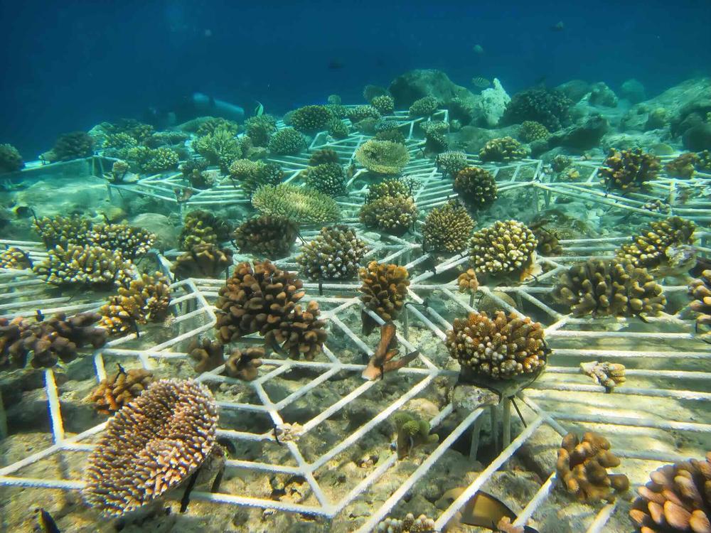 An extensive coral nursery covering the reef floor